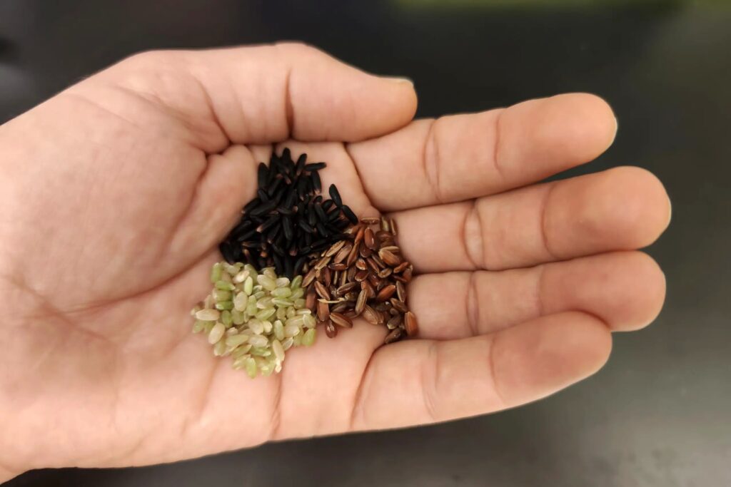 Transformación de variedades negras, marrones y rojas con CRISPR