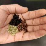 Transformación de variedades negras, marrones y rojas con CRISPR