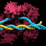 ¿Quiénes son los principales innovadores en factores de transcripción para células modificadas genéticamente para la industria farmacéutica?