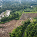 En Indonesia, las empresas desafían la decisión del gobierno de revocar sus permisos