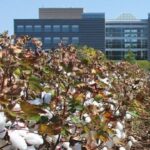 El Instituto de Biotecnología HudsonAlpha gana el Premio de Desarrollo de Motores NSF de $ 1 millón