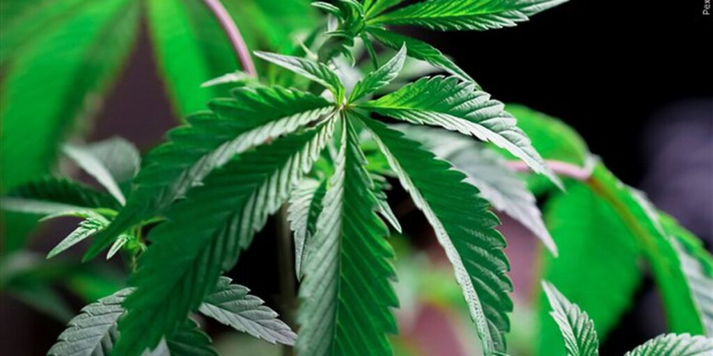 La Comisión de Cannabis Medicinal de Alabama otorga licencias comerciales a 21 empresas