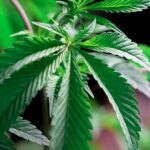 La Comisión de Cannabis Medicinal de Alabama otorga licencias comerciales a 21 empresas