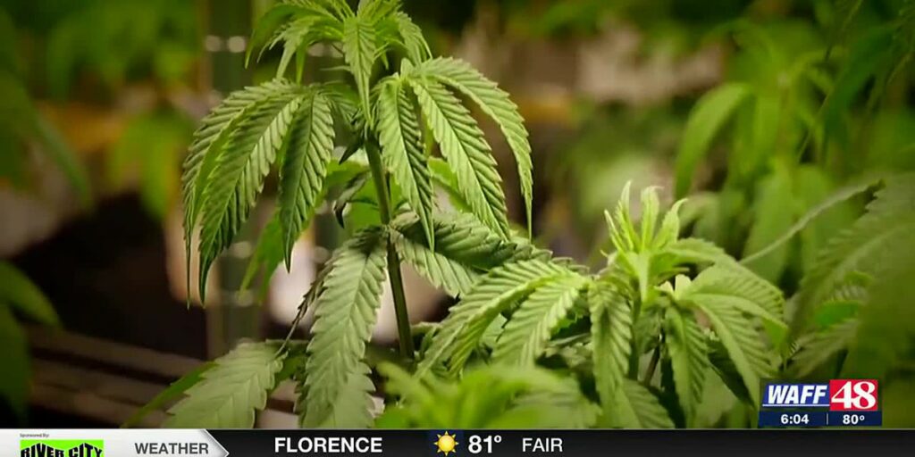 Dos compañías de marihuana medicinal considerando Decatur para dispensarios