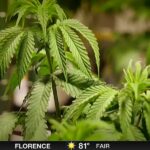 Dos compañías de marihuana medicinal considerando Decatur para dispensarios