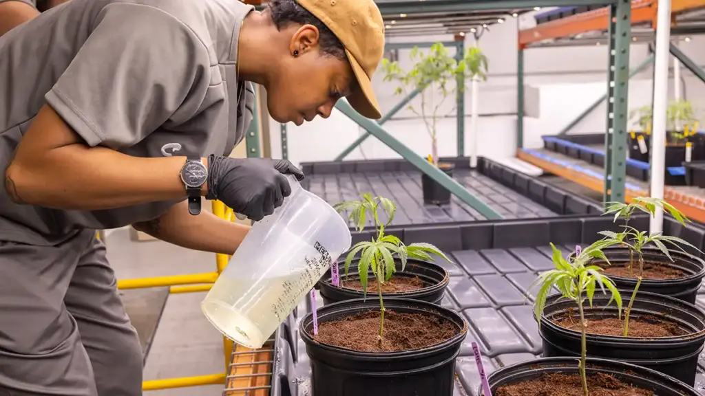 Las incubadoras de cannabis pueden mejorar la equidad y hacer crecer los negocios, dicen los operadores
