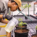Las incubadoras de cannabis pueden mejorar la equidad y hacer crecer los negocios, dicen los operadores
