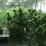 El proyecto de ley de New Hampshire aborda la venta minorista de cannabis