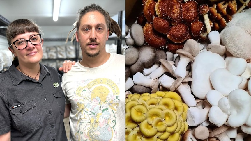 El negocio de hongos gourmet Mountaintop Mushrooms cierra en medio de una economía difícil y una infraestructura deficiente