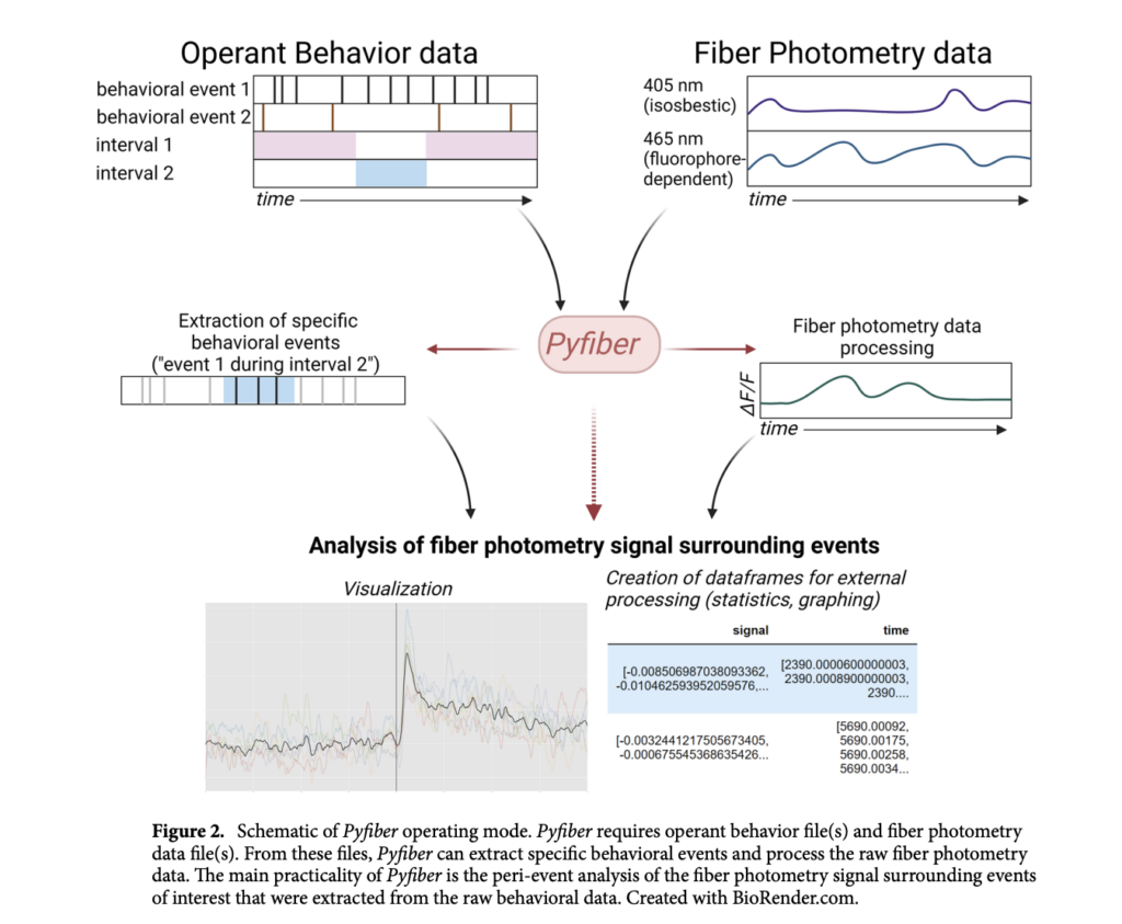 Investigadores de la Universidad de Burdeos (Francia) han desarrollado Pyfiber: una biblioteca Python de código abierto que facilita la integración de la fotometría de fibra (FP) con el comportamiento del actuador.