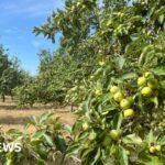 Los productores de sidra de Somerset y Gloucestershire esperan cultivo de parachoques