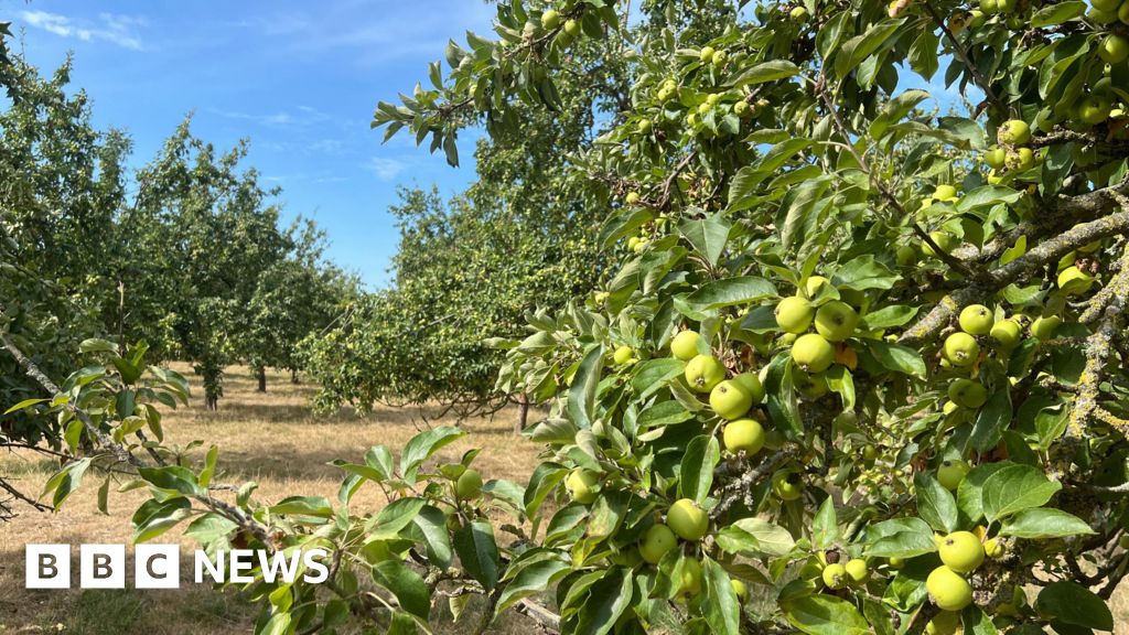 Los productores de sidra de Somerset y Gloucestershire esperan cultivo de parachoques