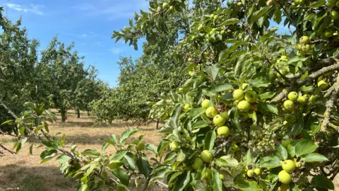 La imagen de la BBC muestra el Apple Orchard de Somerset. Hay manzanas verdes en el árbol en primer plano. La imagen salió en un día soleado. La hierba está seca después de un sol a largo plazo.