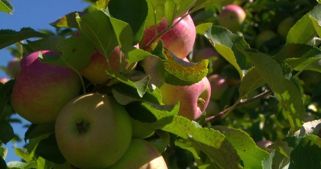 Temporada de selección de manzanas en Minnesota Farms