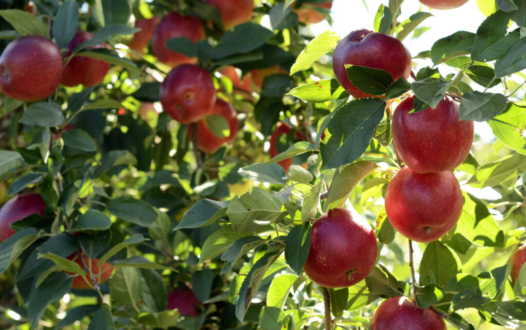 Wisconsin Chef comparte consejos para que sus manzanas se desperdicien