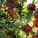 Wisconsin Chef comparte consejos para que sus manzanas se desperdicien