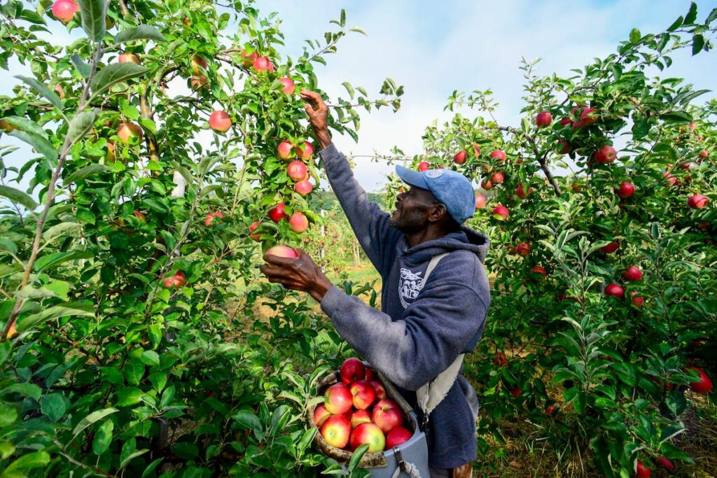 En el estado de Washington, la manzana cosecha ataques de hielo