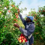 En el estado de Washington, la manzana cosecha ataques de hielo