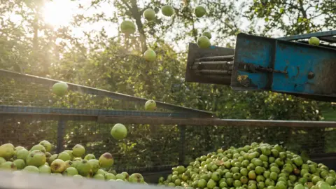 Las imágenes de ducha muestran las manzanas verdes que caen en un contenedor en un color mixto. Detrás de la escena hay una hilera de árboles, que se puede ver al sol