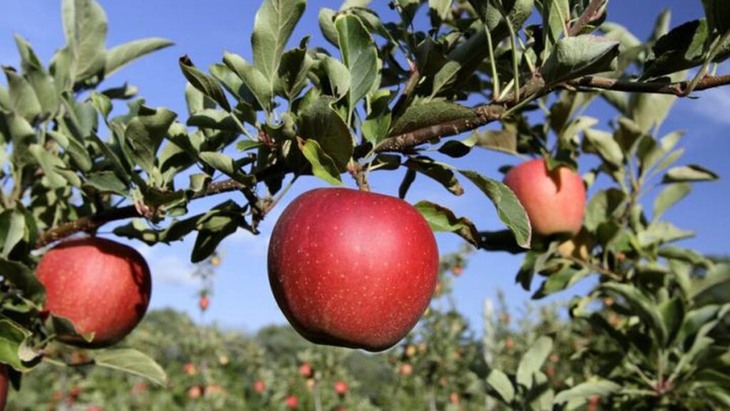 Septiembre es el mejor mes para la recolección de Apple. Prueba estos 7 huertos RI