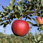 Septiembre es el mejor mes para la recolección de Apple. Prueba estos 7 huertos RI