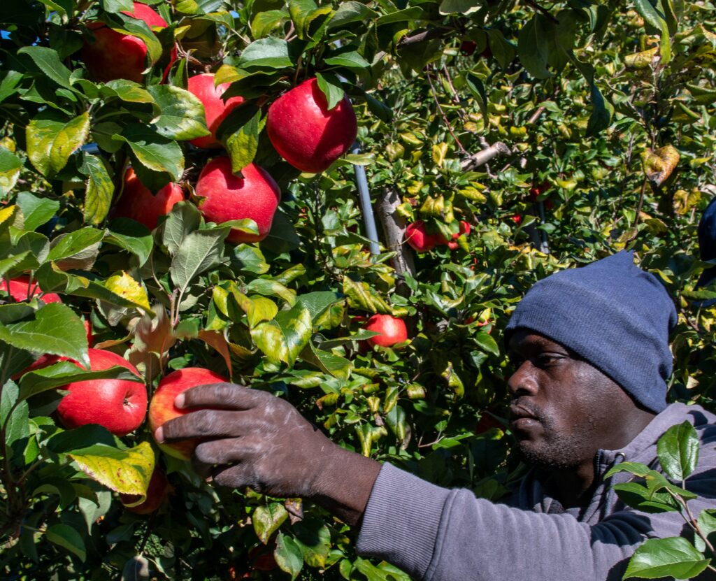 Los productores de Apple dijeron que los cultivos de otoño sabrosos a pesar de estar disponibles