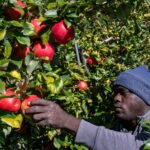 Los productores de Apple dijeron que los cultivos de otoño sabrosos a pesar de estar disponibles