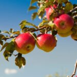 ¿Cuál es el jardín de manzanos más antiguo de Vermont? Historia de la granja Allenholm