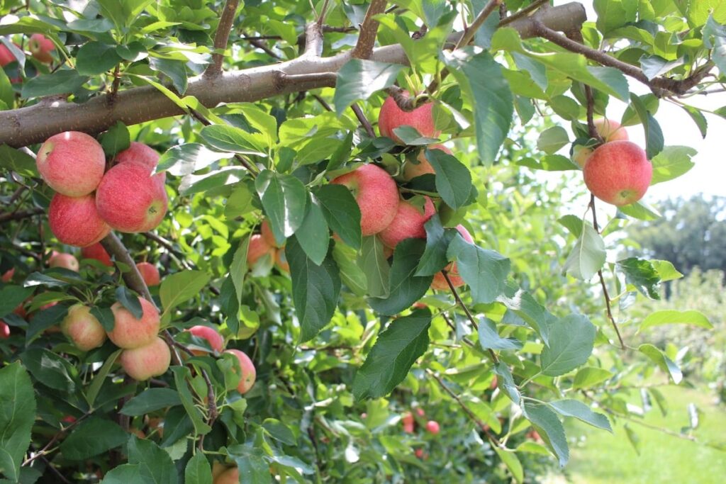 Temporada de manzanas: vaya a la cabeza para ir a un huerto en la divertida fruta al aire libre