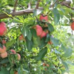 Temporada de manzanas: vaya a la cabeza para ir a un huerto en la divertida fruta al aire libre