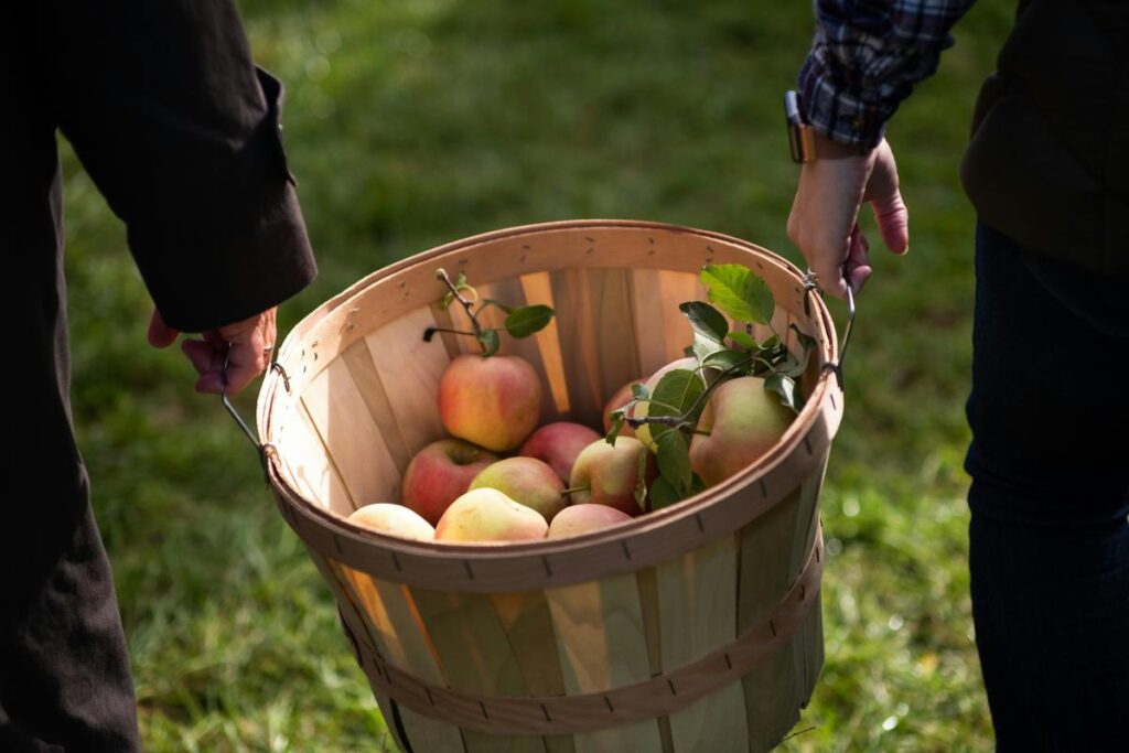 Reglas de recogida de Apple en Minnesota