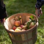Reglas de recogida de Apple en Minnesota